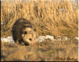 The Virginia Opossum Has The Nose