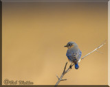 A Blue Bird 2017