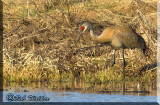 A Sandhill Crane Forages 