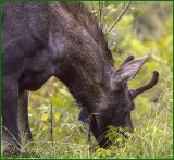 Umm This Is Good States The Young Moose