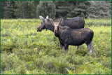 Young Bull With Mom Foraging 