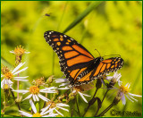 Monarch Butterfly And Its Pollinating Friends 