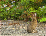 A Snow Shoe Rabbit Not Yet Changing Color