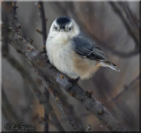 White-breasted Nuthatch With An Attitude 