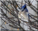 Blue Jay Enduring The Record Cold Temperatures Of 2018