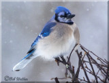 Its Another Winter For The  Blue Jays