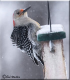 Red-bellied Woodpecker Seeking Food