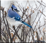 The Beauty Of The Blue Jay