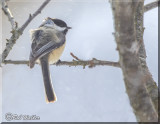 Its Been A Cold Winter For Our Avian Friends