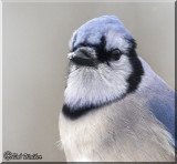 Its A Wintery Day For The Blue Jays
