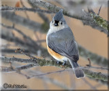 The Tufted Titmouse Enjoying A Little Sun