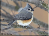 Tufted Titmouse Obscured In The Branches 