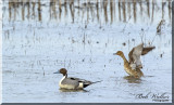 Pintail Ducks Male And Female Enjoying Their Day
