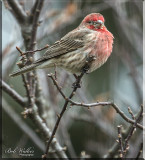 House Finch Taking On The Challenges Of Outdoor Living