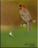 The House Finch Perches On A Dyeing Limb 