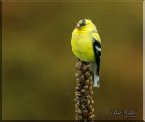 Gold Finch Feels At Home