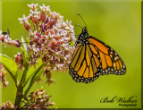 Monarch Withdrawing Its Nectar