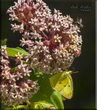 A Pinkedged Sulphur Butterfly Withdrawing Its Nectar Meal