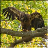 Immature American Bald Eagle Not Letting Its Meal Escape 