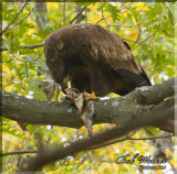 Immature American Bald Eagle Enjoying A Little Meal