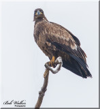 Immatured Bald Eagle With An Attitude 