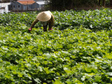 A Woman at Work