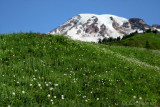 Field of Bear Grass