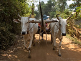 Ox Cart Ride