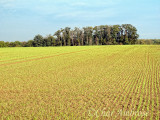 Fields in Auvers-sur-Oise