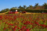 Wagon Ride at the Flower Fields