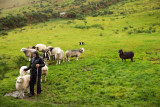 Brendan Ferris's Sheep Dog Demonstration