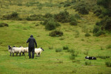 Kell's Sheep Dog Demonstration