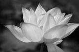 Water lily in BW