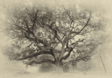 antique live oak 1 of 1 copy.jpg