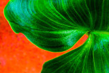 a leaf of calla lily