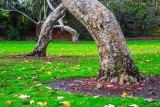 naked trees