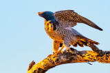 Peregrine Falcon