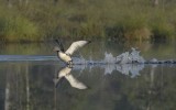 Gavia stellata, Red-throated, Loon, Smlom 