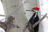 Grand pic (male) - Pileated woodpecker