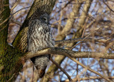 Chouette lapone - Great gray owl