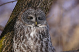 Chouette lapone - Great gray owl