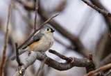 Msange bicolore - Tufted titmouse