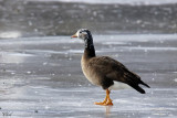 Hybride Oie rieuse et Bernache du Canada  - Hybrid Greater white-fronted goose and Canada goose