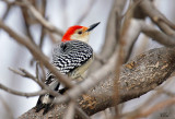 Pic  ventre roux - Red-bellied woodpecker