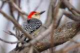 Pic  ventre roux - Red-bellied woodpecker