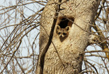 Raton laveur - Raccoon
