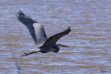 Grand hron - Great blue heron