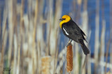 Carouge  tte jaune - Yellow-headed blackbird