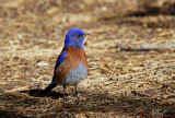 Merlebleu de louest - Western bluebird