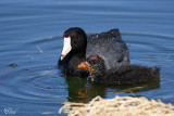 Foulque dAmrique - American Coot